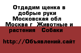 Отдадим щенка в добрые руки - Московская обл., Москва г. Животные и растения » Собаки   